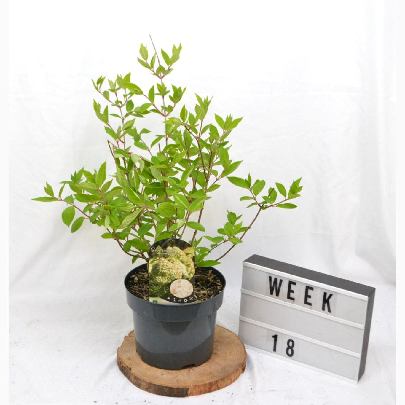 Syrenhortensia – Hydrangea paniculata 'Grandiflora' - C5 40-50 CM